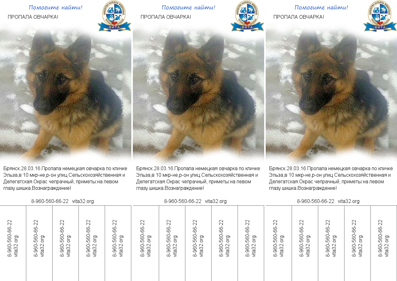 Объявление о пропаже животного 3 класс образец оформления